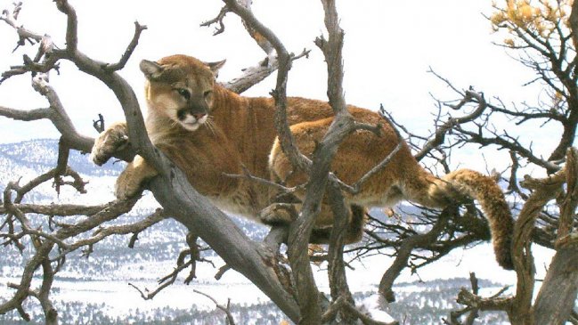 Un hombre se enfrentó a un puma en defensa propia y lo asfixió