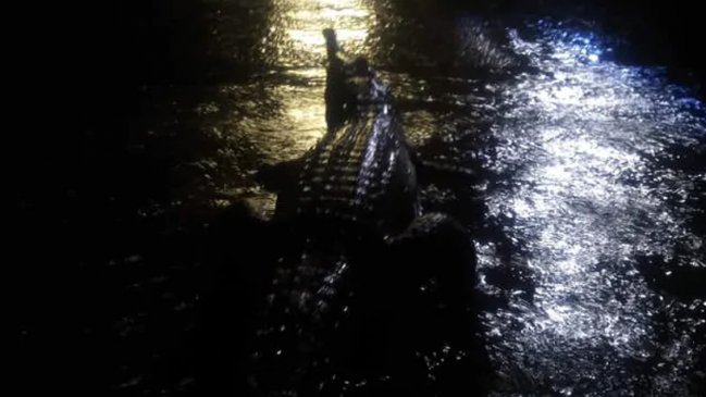Australia: Las graves inundaciones sacan a los cocodrilos a las calles
