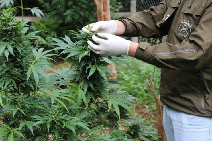 Formalizan a sujeto por cultivo ilegal de marihuana en Bulnes