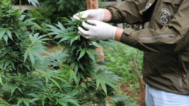 Formalizan a sujeto por cultivo ilegal de marihuana en Bulnes