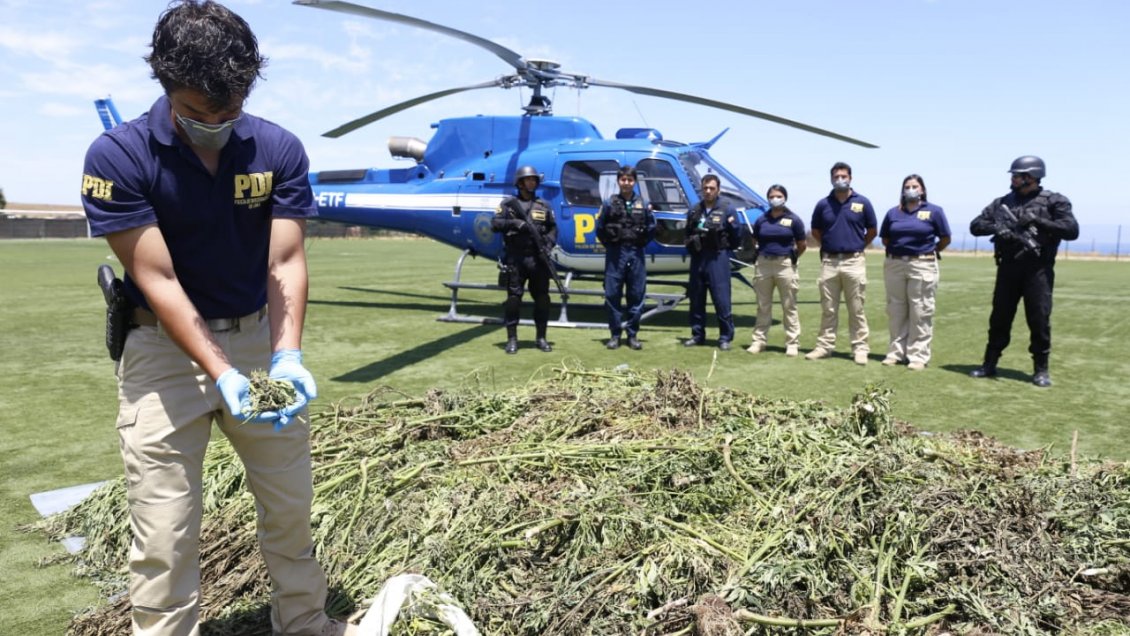 PDI ha incautado más de 36 mil plantas de marihuana este año en Coquimbo
