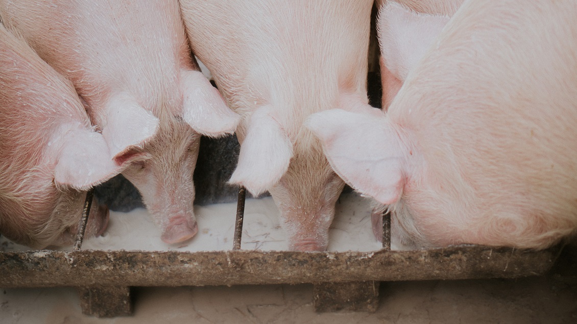 Mujer murió devorada por cerdos hambrientos en Rusia