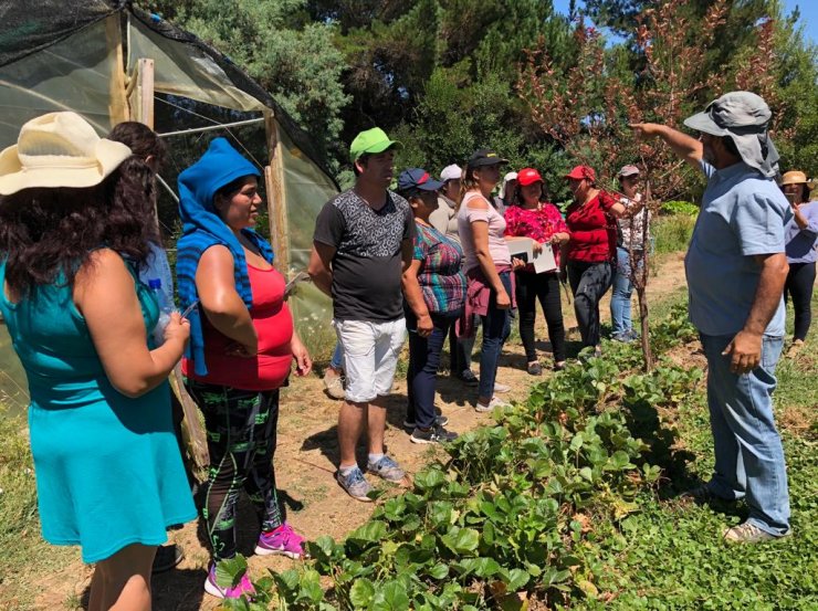 Ñuble: 90 emprendedores se capacitaron en cultivos agroecológicos