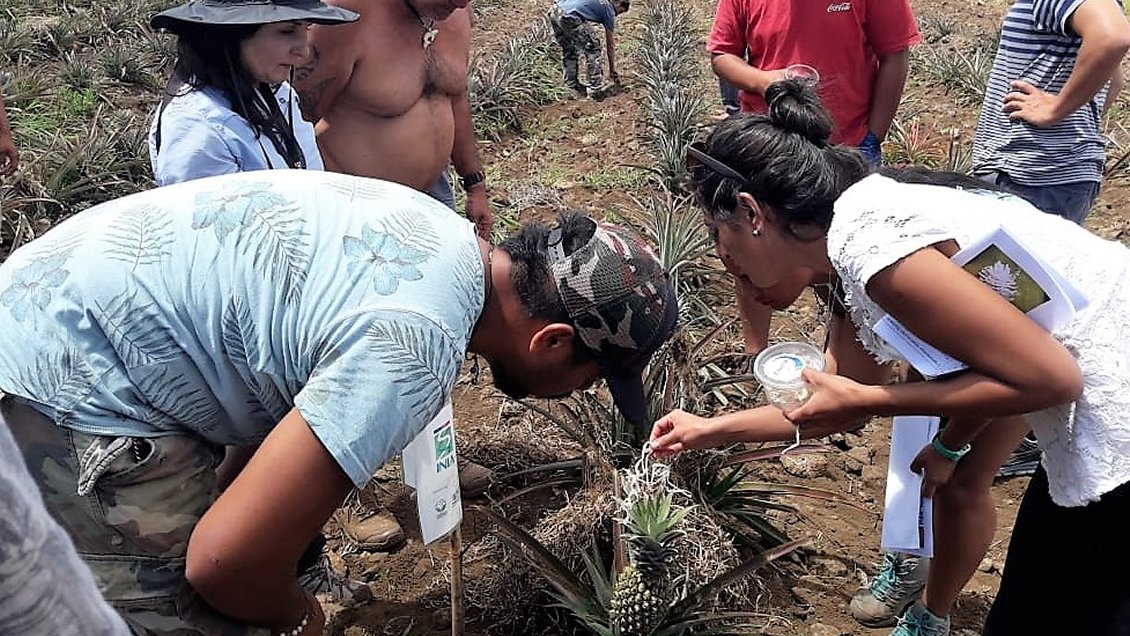 Implantan miles de chinitas en Rapa Nui para combatir plaga de chanchitos blancos