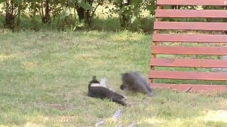 Pelea de gatos se robó la atención de matinal de La Red