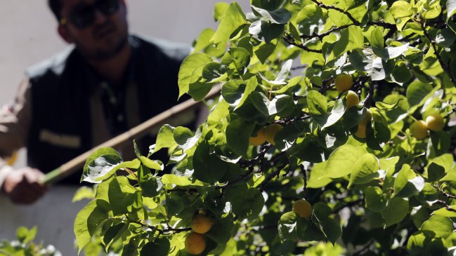 Activan plan de acción tras detectar mosca de la fruta en Renca