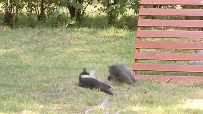 Pelea de gatos se robó la atención de matinal de La Red