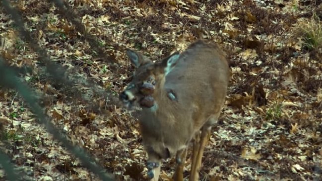 EEUU: Reportan expansión de contagiosa enfermedad 