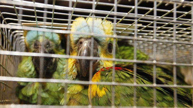 Sujeto fue detenido con 59 loros choroy que pretendía vender