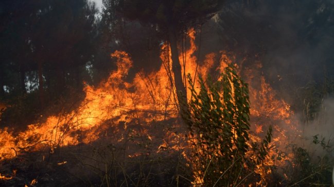 Gobierno: Llevamos 50 por ciento más hectáreas quemadas que temporada anterior