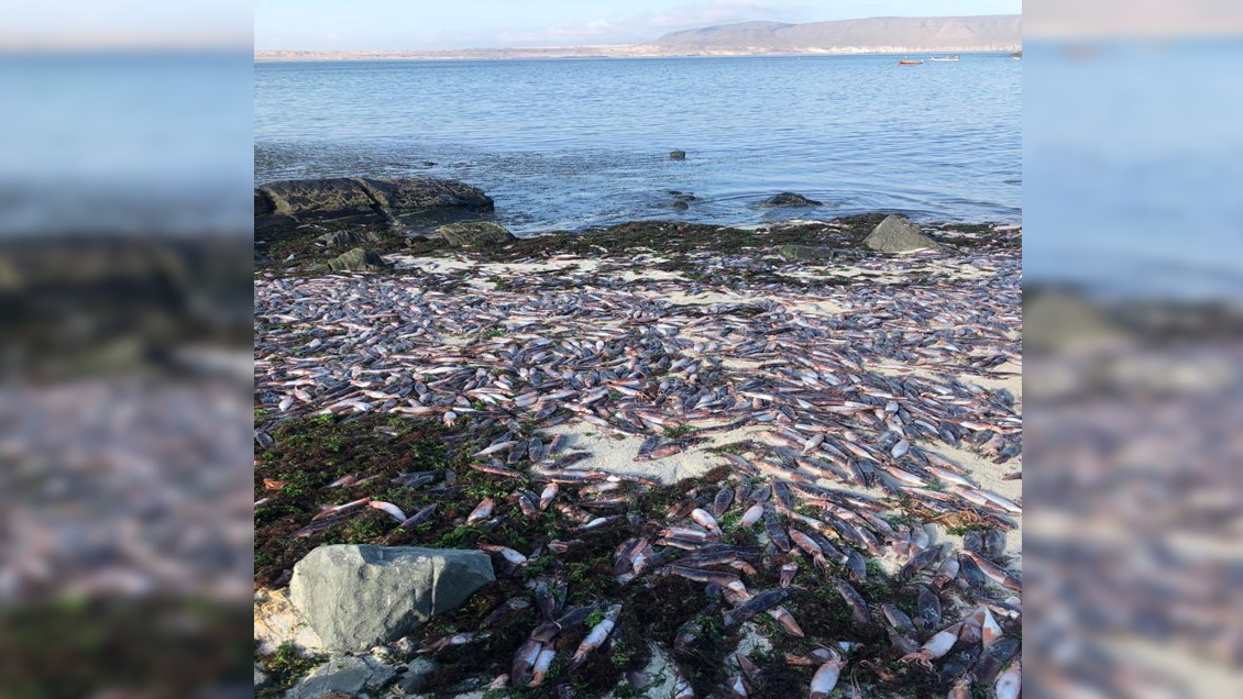 Miles de jibias aparecieron muertas en tres playas de la Región de Atacama