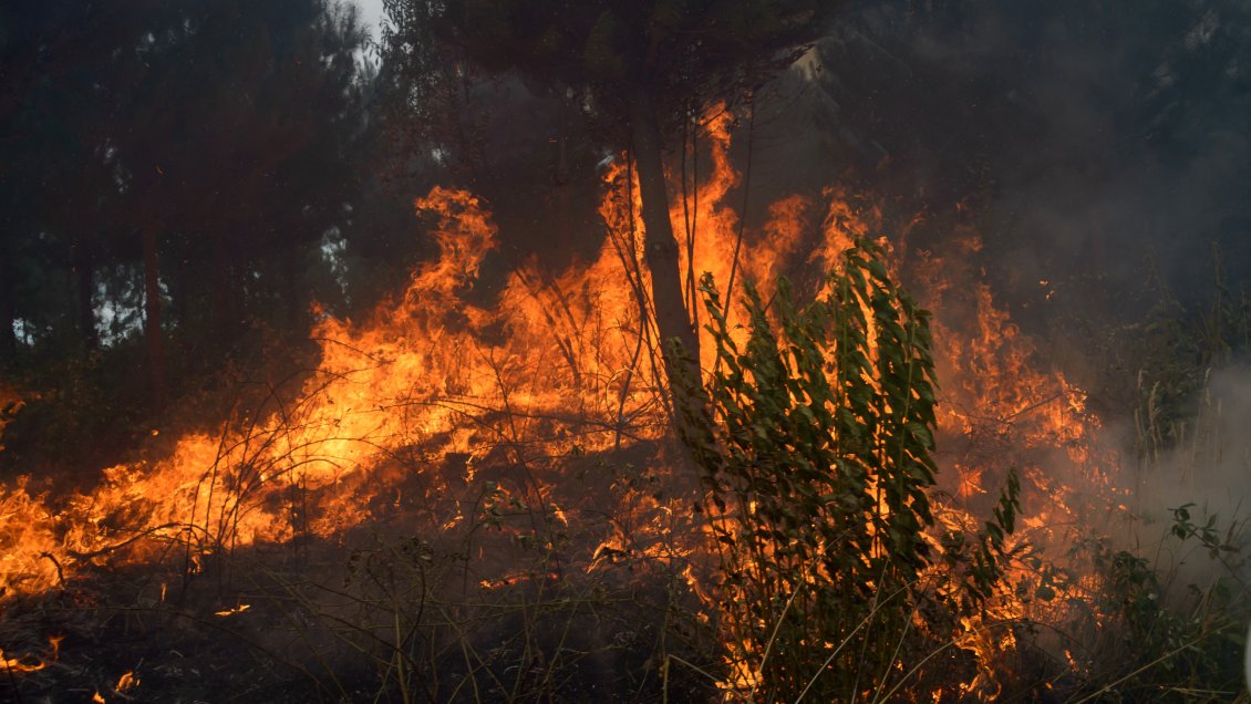 Corte mandó a prisión preventiva a hombre que causó incendio al hacer limpieza