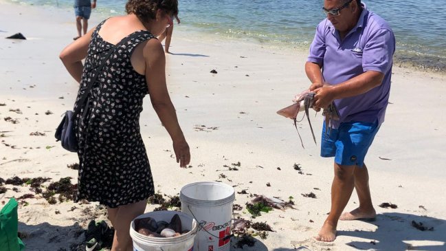 Continúa inusual varazón de jibias en playas de Caldera