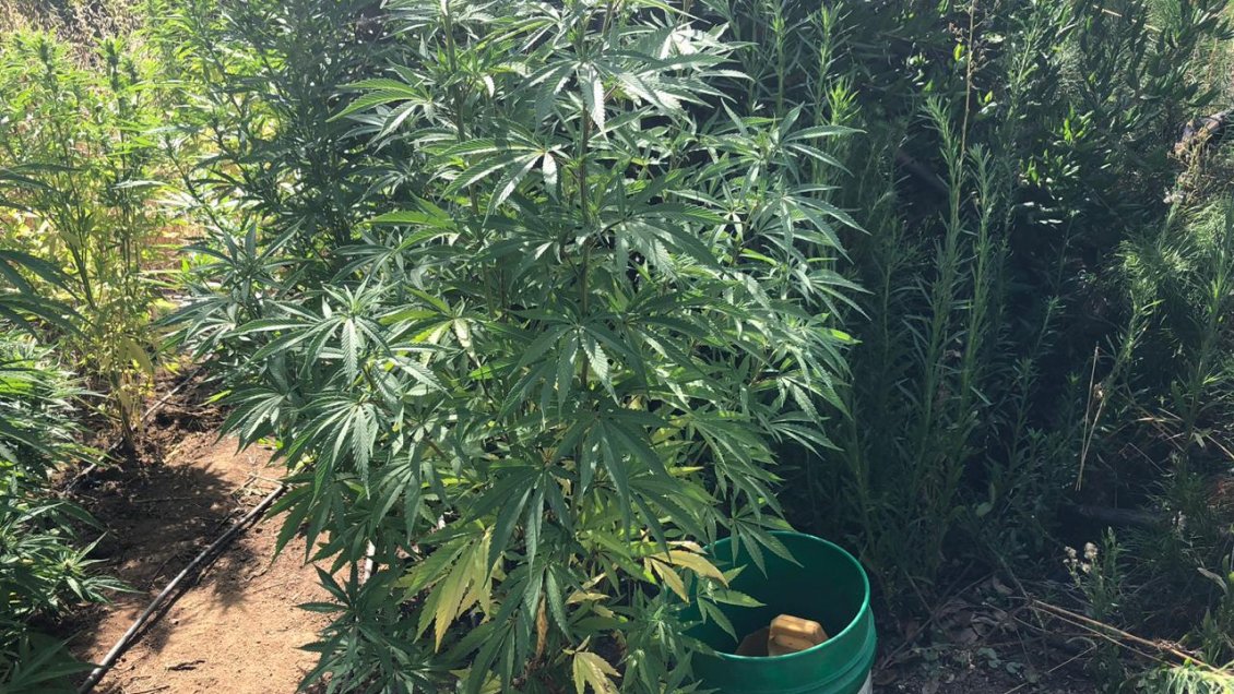 Incautan cerca de 80 plantas de marihuana en Lolol