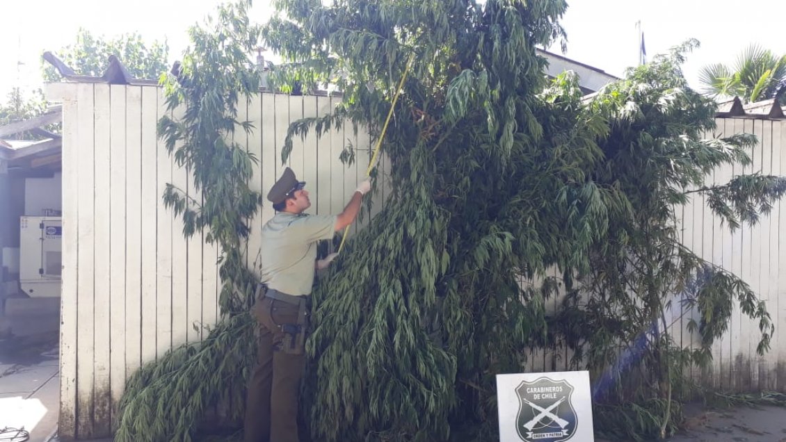 Joven fue detenido por cultivar marihuana en el antejardín de su casa