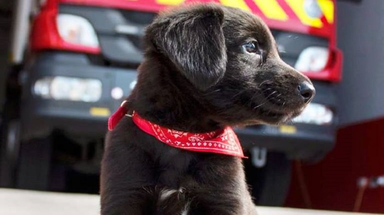 Bomberos rescataron a perrita y proponen bautizarla en honor a compañero fallecido
