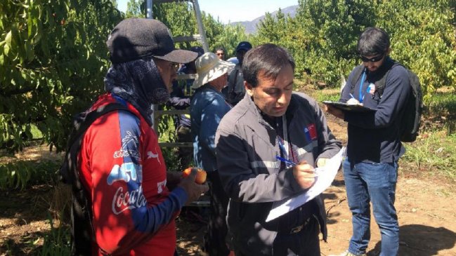 Encuentran a 19 personas trabajando de manera irregular en fundo de Malloa