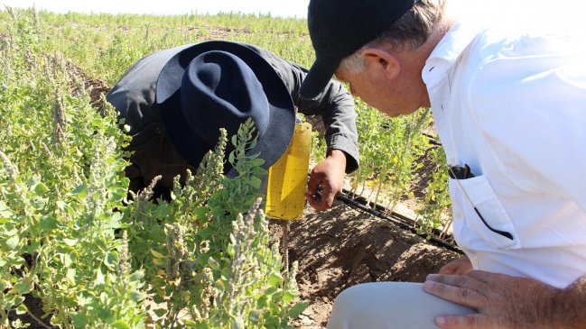 Balance agrícola en Tarapacá: Camiña y Huara las comunas más afectadas por las lluvias