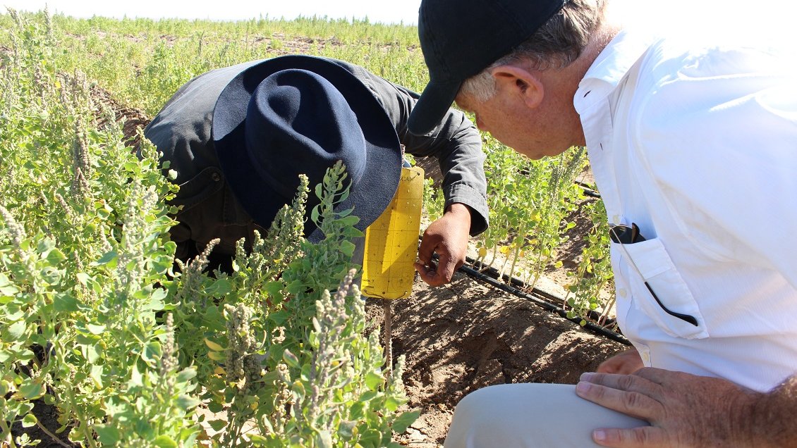 Balance agrícola en Tarapacá: Camiña y Huara las comunas más afectadas por las lluvias