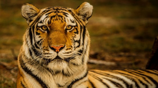 Entró a fumar marihuana a una casa abandonada y terminó rescatando a un tigre