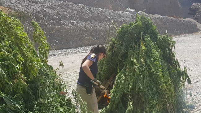 Incautan cerca de 4.000 plantas de marihuana en distintas comunas de O'Higgins