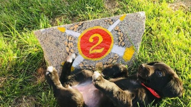 Nikita: La cachorra de Bomberos de Quilpué bautizada en honor al último mártir institucional