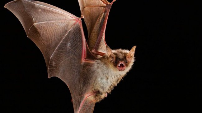 Detectan nuevo murciélago con rabia en Valdivia