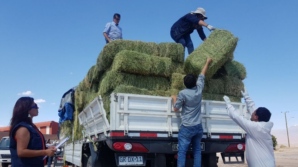 Entregaron 107 toneladas de forraje para ganado en la provincia del Loa