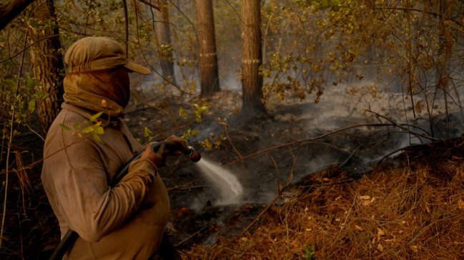 Biobío registra 8.000 hectáreas afectadas por incendios forestales desde julio a la fecha