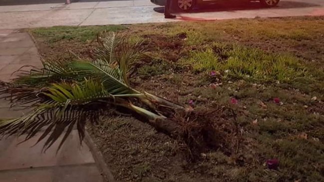 Arica: Con pala y picota dos sujetos intentaron robar palmeras del parque Ibáñez