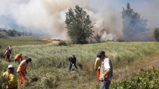 Cancelan alerta roja por incendios forestales en Coelemu y Chillán