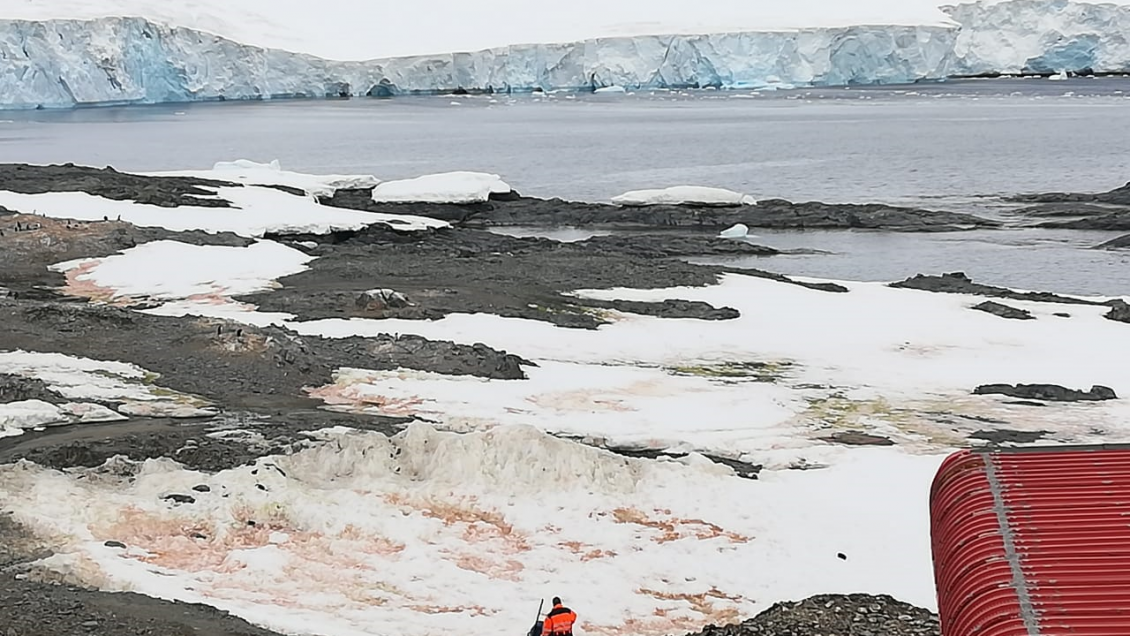 Investigadores estudian algas en la Antártica para evaluar el cambio climático