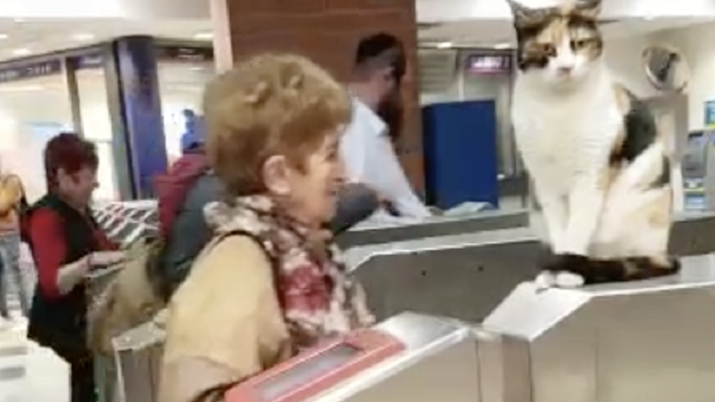 El mejor guardia: Gatito sorprende a usuarios en ingreso a Metro