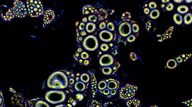 Japón probará células madre iPS para tratar lesiones de médula espinal