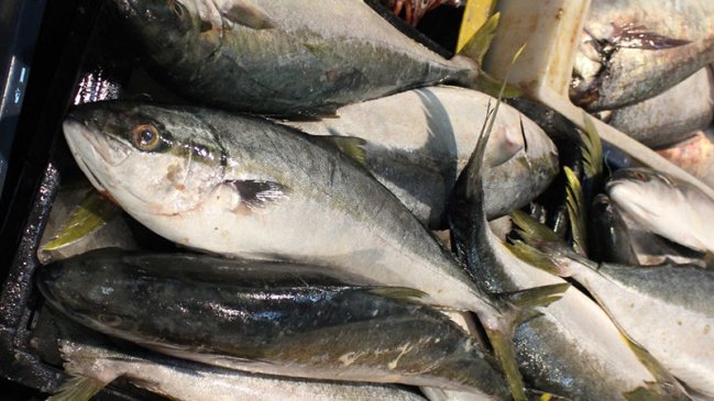 Atacama: 31 personas resultaron intoxicadas tras comer pescado 