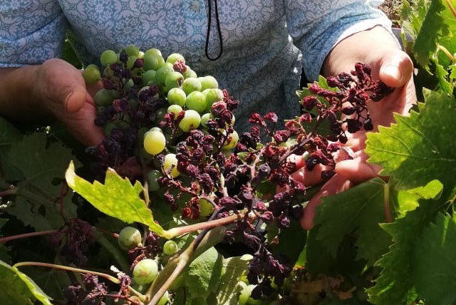 Compleja temporada de viñateros se agudiza por altas temperaturas en Ñuble