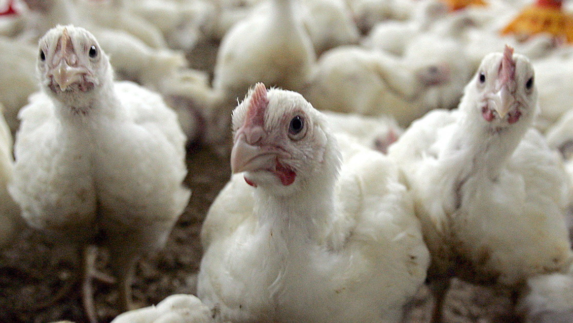 Taiwán sacrifica más de 32 mil pollos por brote de gripe aviar