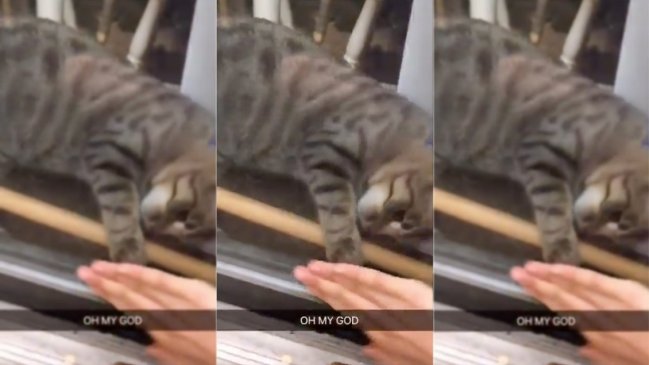 Gatito se volvió viral al rescatar a su dueña cuando se quedó afuera de la casa sin llaves