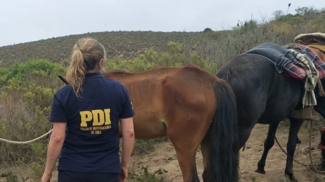 PDI investiga denuncia por caballos en malas condiciones de salud en Papudo