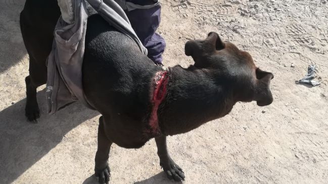 Arica: Detienen a sujeto que amarró a su perro a un árbol con cuerda y alambre