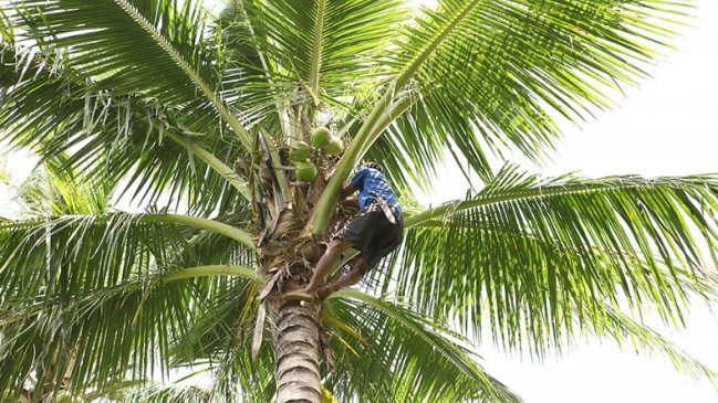 Hombre murió sacando cocos de una palma en Valparaíso