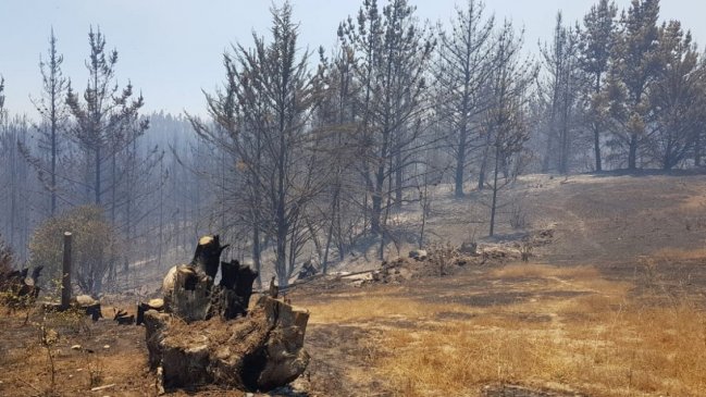 Disminución de hectáreas quemadas por incendios forestales se registra en O'Higgins