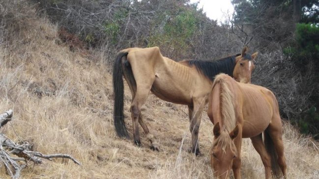 Maltrato animal: Encuentran caballos desnutridos y deshidratados en Papudo