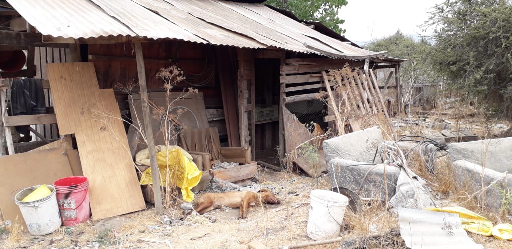 Carabineros investiga nuevo envenenamiento de perros en la comuna de Casablanca