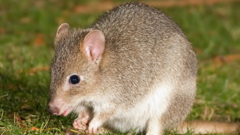 Se extinguió el primer mamífero por culpa del cambio climático