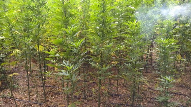 Detectaron importante cultivo ilegal de cannabis en Región de O'Higgins
