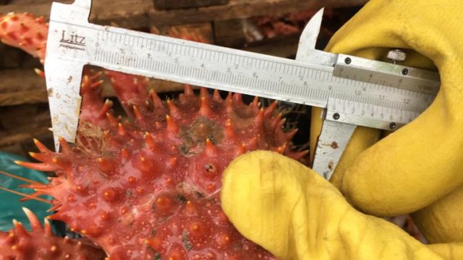 Incautaron 211 kilos de centolla en Ancud