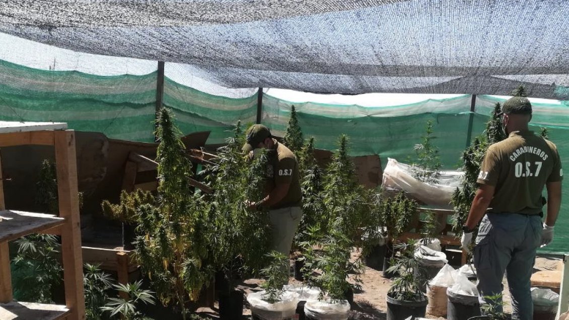 Operativo incautó 42 plantas de marihuana, cocaína y un revólver en Pica