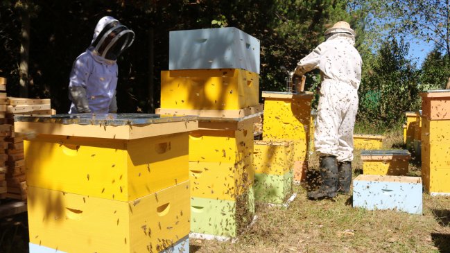 Crearon centro apícola en vivero de Alerce para aumentar producción de miel y abejas