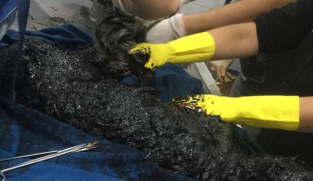 Terrible: Dos perros fueron encontrados cubiertos de alquitrán